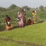వ్యవసాయ కూలీలతో కలిసి వరి నాట్లు వేసిన మహిళా ఎస్ ఐ